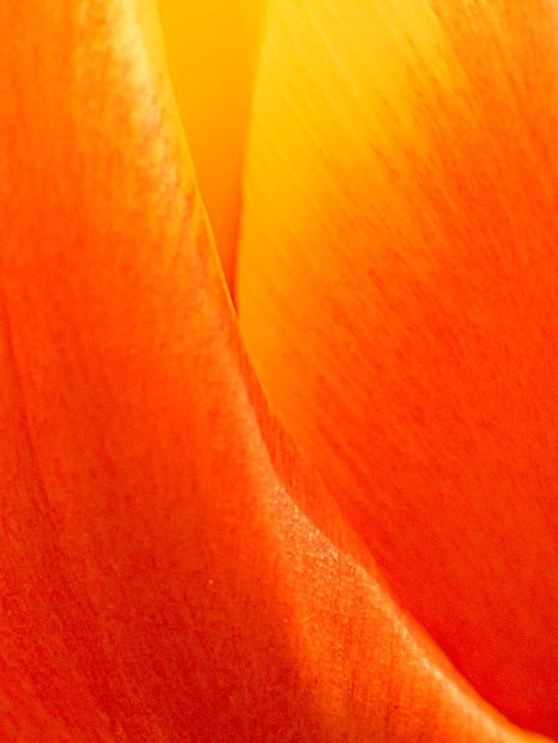 Hanny Droog-Puts - Flaming tulips.jpg