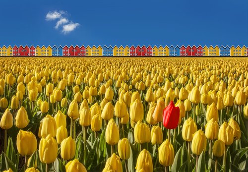 Afbeelding 1 Arno.jpg