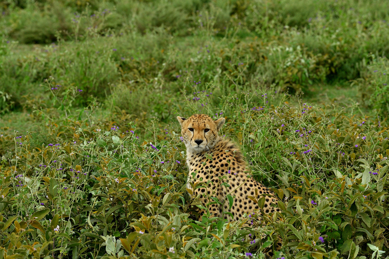 Afdeling-03-1-5_J_de_Joode_FCBO-Het_leven_van_de_Cheetah_in_de_Serengeti-serie.jpg