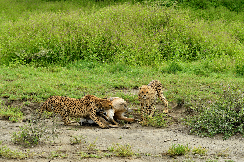 Afdeling-03-2-5_J_de_Joode_FCBO-Het_leven_van_de_Cheetah_in_de_Serengeti-serie.jpg