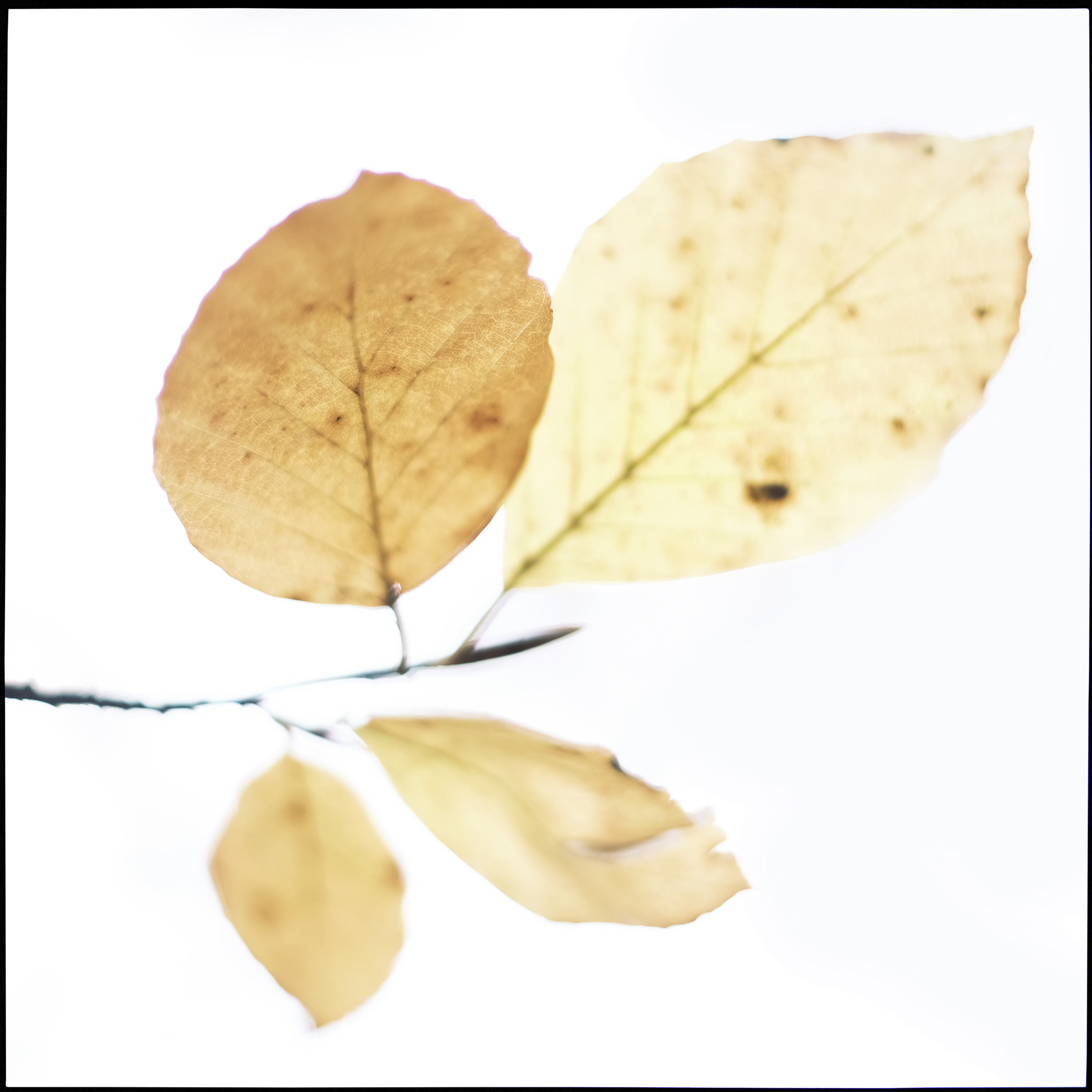 Bert Strootman Herfst