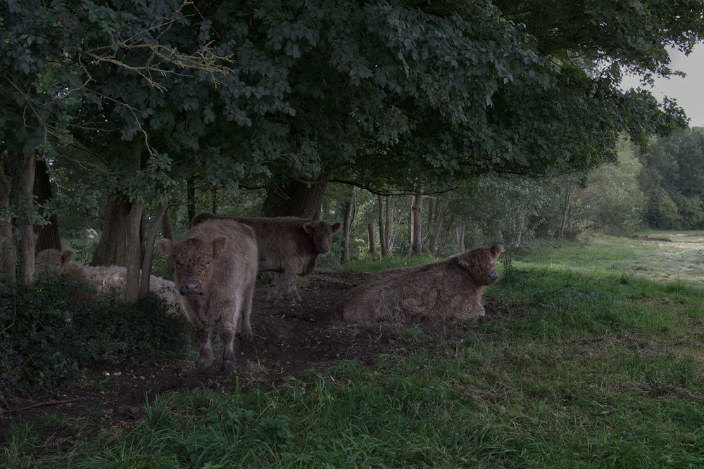 Gerrit Ockers - koeien onder bomen.jpg