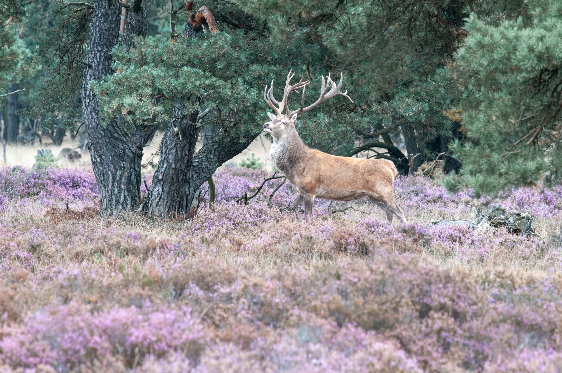 omslag Thole 1800 breed.jpg